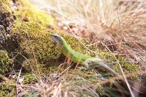 Small green lizard in grass on moss, sunlight photo