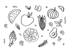Various fruit sketch on white background. vector