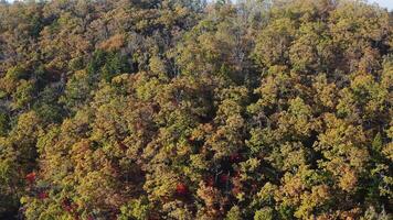 A drone view ascending along a colorful forest with changing autumn leaves video