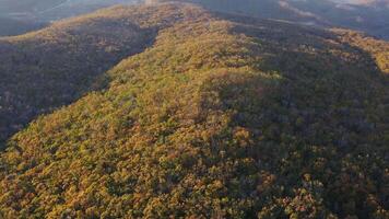 Green, yellow, red crowns of trees in deciduous forest in autumn in October video