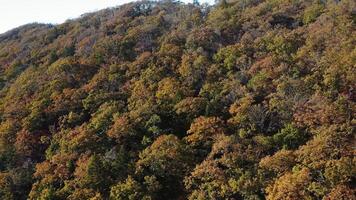 Green, yellow, red crowns of trees in deciduous forest in autumn in October video
