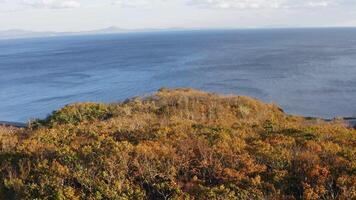 Green, yellow, red crowns of trees in deciduous forest in autumn in October video