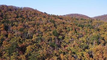 Green, yellow, red crowns of trees in deciduous forest in autumn in October video