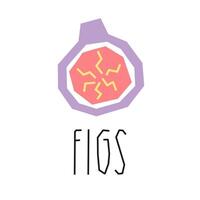 Fig cartoon illustration and text isolated on white. Tropical fruits. Fig slice geometric logo, print, design. vector