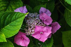 Beautiful pink hydrangea in a garden, hydrangea macrophylla, hortensius photo