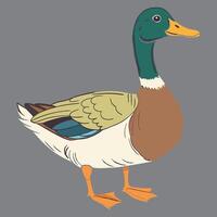 A colorful duck eps vector