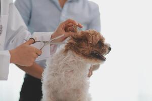 Veterinary doctor and assistant working together examining dog on table in veterinary clinic Pet health care and medical concept. Close-up. photo