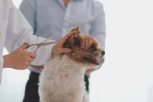 Veterinary doctor and assistant working together examining dog on table in veterinary clinic Pet health care and medical concept. Close-up. photo