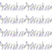 Lavender. Seamless pattern with flowers and the calligraphic word lavender on a transparent background. illustration. vector