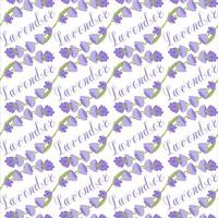 Lavender. Seamless pattern with flowers and the calligraphic word lavender on a transparent background. illustration. vector