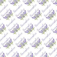 Lavender. Seamless pattern with flowers and the calligraphic word lavender on a transparent background. illustration. vector