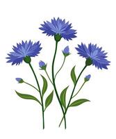 Bouquet of wildflowers of cornflowers. illustration. vector