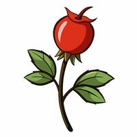 Hand drawn rosehip branch with berries. Cartoon style illustration. vector