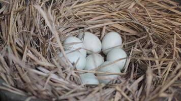 fresh free duck eggs in a nest of hay photo
