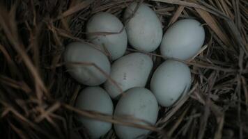 fresh free duck eggs in a nest of hay photo
