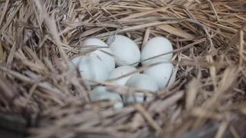 fresh free duck eggs in a nest of hay photo