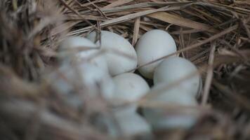 fresh free duck eggs in a nest of hay photo