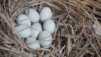 fresh free duck eggs in a nest of hay photo