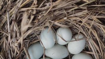 fresh free duck eggs in a nest of hay photo