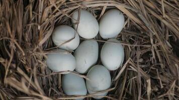 fresh free duck eggs in a nest of hay photo
