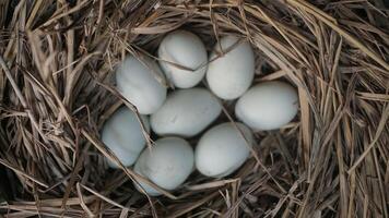 fresh free duck eggs in a nest of hay photo