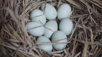 fresh free duck eggs in a nest of hay photo