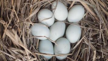 fresh free duck eggs in a nest of hay photo
