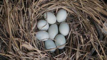 fresh free duck eggs in a nest of hay photo