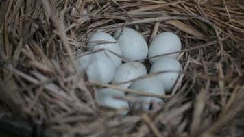 fresh free duck eggs in a nest of hay photo