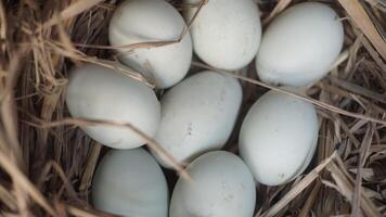 fresh free duck eggs in a nest of hay photo