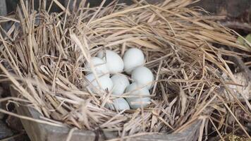 fresh free duck eggs in a nest of hay photo