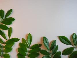 Fresh green leaf frame on white background for spring copy space. photo