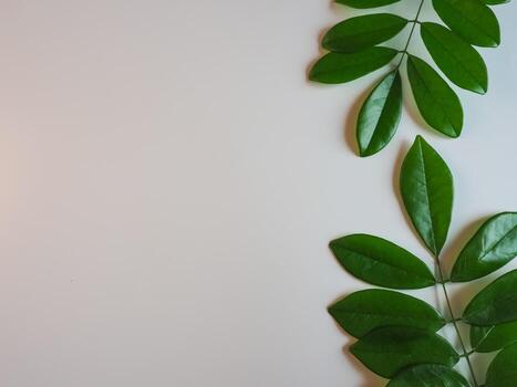 Fresh green leaf frame on white background for spring copy space. photo