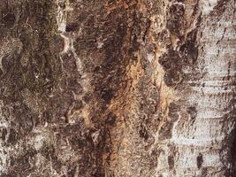 Brown mature tree texture for nature background photo