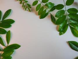 Fresh green leaf frame on white background for spring copy space. photo