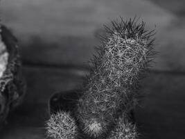 Small cactus in a pot in the outdoor garden photo