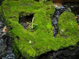 Green moss on the stones in the garden photo