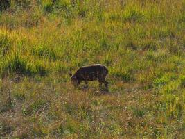 Deer feed in the vast grassland at the mountain forest. photo