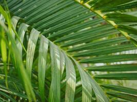 Green palm leaves in the garden, close-up for nature background. photo