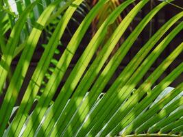 Green palm leaves in the garden, close-up for nature background. photo