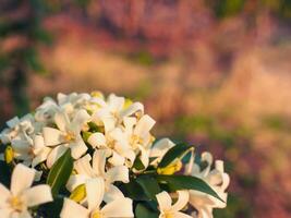 Beautiful white Orange Jasmine in a silver vase at the garden. photo