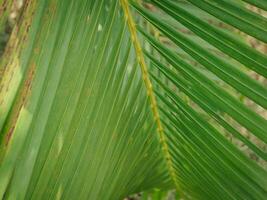 Green palm leaves in the garden, close-up for nature background. photo