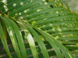 Green palm leaves in the garden, close-up for nature background. photo