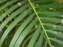 Green palm leaves in the garden, close-up for nature background. photo