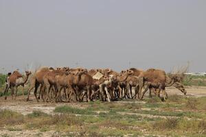 a camel and her baby in the desert photo