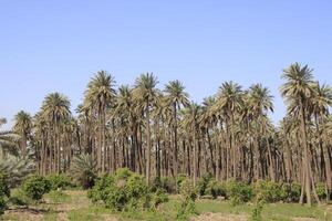 palm trees in the desert with blue sky photo