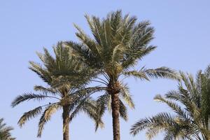 palm trees in the desert with blue sky photo