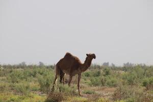 a camel and her baby in the desert photo