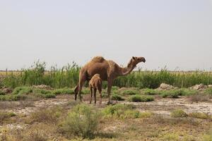 a camel and her baby in the desert photo