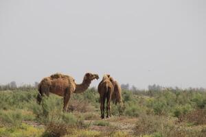 a camel and her baby in the desert photo